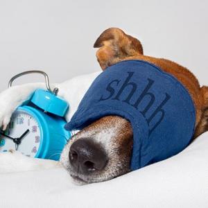 Sleep-dog-thumb